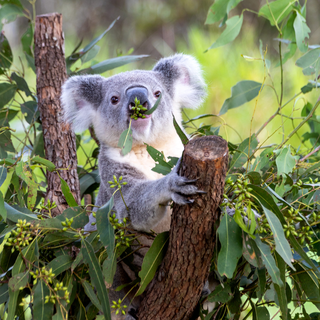 Wildlife Rangers Koala 8