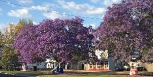 jacaranda day 2016.jpg