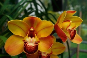 Toowoomba Orchid Society Inc