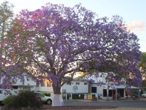 Jacaranda Day