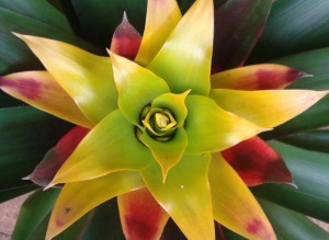 Bromeliad