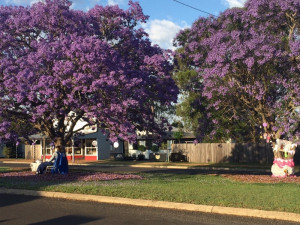 Jacaranda Day