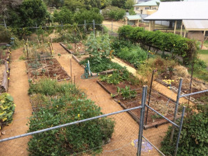 Toowoomba Community Organic Gardens