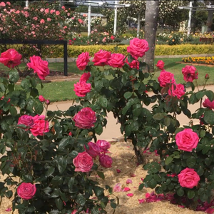 21st Celebrations - Qld State Rose Garden