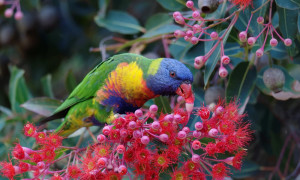 Living with Nature - Plants for Wildlife