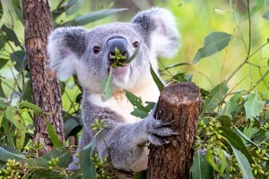 koala-wildlife-rangers-23.jpg