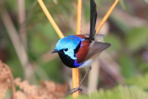 Budding Birders