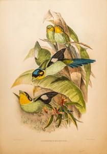 LLGL_068_Psarisomus Dalhousiæ_Long-tailed broadbill fixed_web.jpg