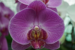 Toowoomba Orchid Society Inc