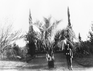 Botanic Gardens curator R.R. Harding