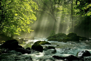 Mountain stream in Summer