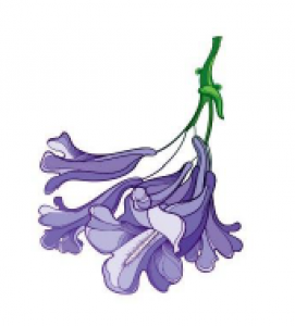 Jacaranda.PNG