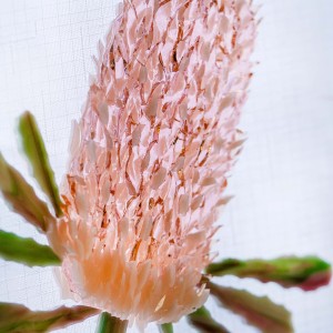 Glass Mosaic: Banksia